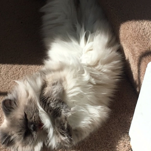 Meet your Posher, Amanda - Picture 4 of 8